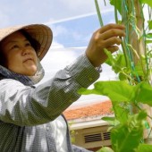 Người phụ nữ Nhật mê giúp nông dân Việt trồng rau sạch